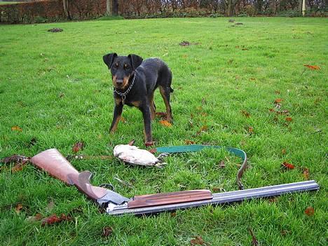 Tysk jagtterrier Ayo billede 1