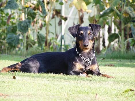 Tysk jagtterrier Ayo billede 2