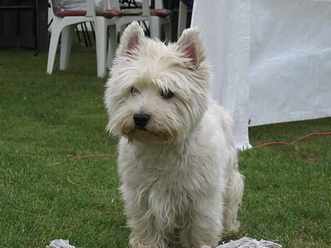 West highland white terrier cezar - jeg elsker det nye torv jeg har fået af søster. billede 2