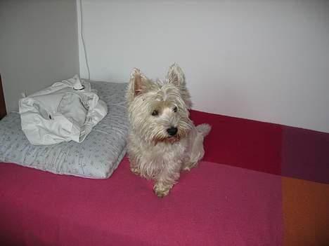 West highland white terrier cezar - ny er jeg blevet træt.. ggaabb... billede 3