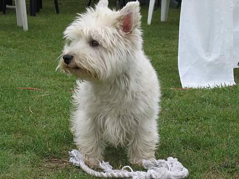 West highland white terrier cezar - hov.. hvem kalder? billede 4