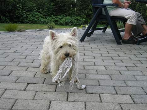 West highland white terrier cezar - ingen får mit torv.. hah hah billede 5