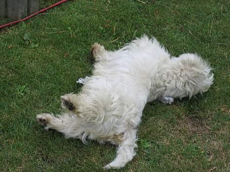 West highland white terrier cezar - ej hvor er det skønt at rulle sig i græsset.. billede 6