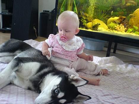 Siberian husky Buffy billede 14