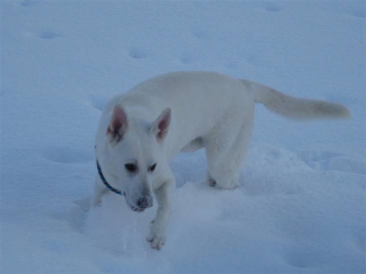 Hvid Schweizisk Hyrdehund Kappelgaards Tyson *RIP* - 23/12-09 billede 16
