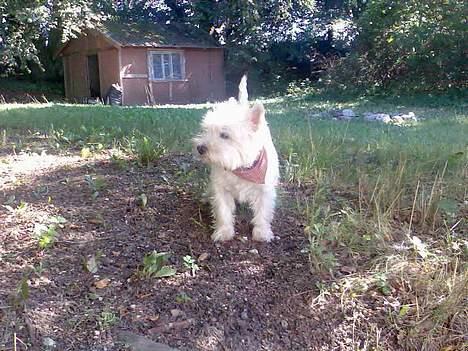 West highland white terrier walter - Ih hvor står du fint der lille Walter! billede 1