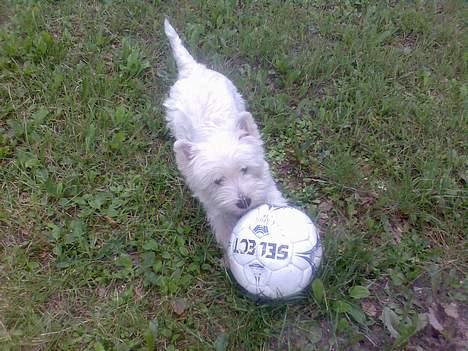 West highland white terrier walter - Walter eeelsker at lege med sin bold i haven selvom den er lidt stor! billede 2