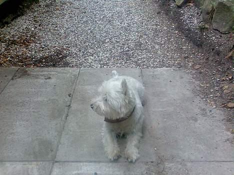 West highland white terrier walter - Svært at skulle koncentrere sig når mor vil have man posere lidt! billede 3