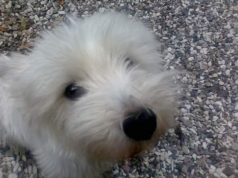 West highland white terrier walter - Lille Walter helt tæt på! billede 4