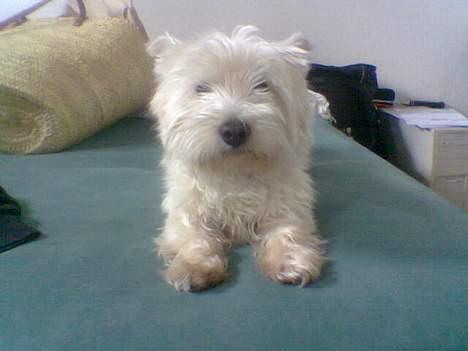 West highland white terrier walter - Walters yndlingsbeskæftigelse! Ligge i sengen! billede 5