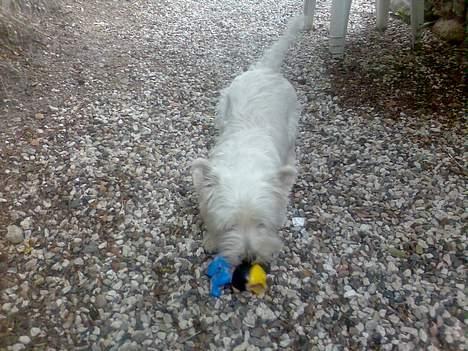 West highland white terrier walter - Walters favoritlegetøj: et gennemtygget MIckey Mouse pivedyr!  billede 6