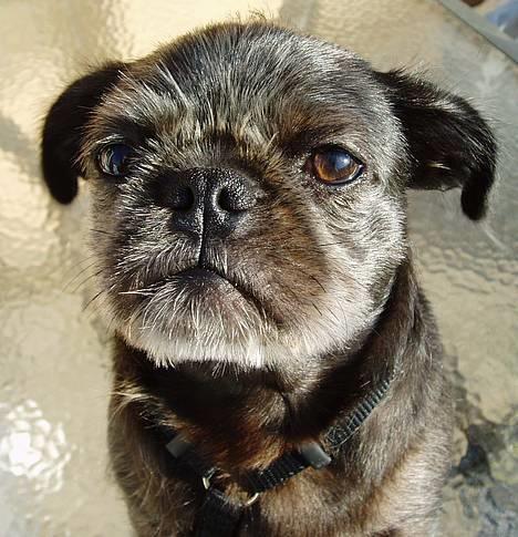 Mops / Griffon.....Otto - Jeg er cool 2007 billede 1