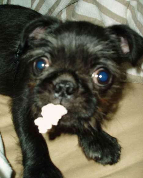 Mops / Griffon.....Otto - bekendskab med popcorn 2006 billede 2