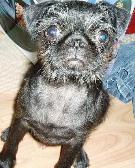 Mops / Griffon.....Otto - jeg øver sit 2006 billede 3