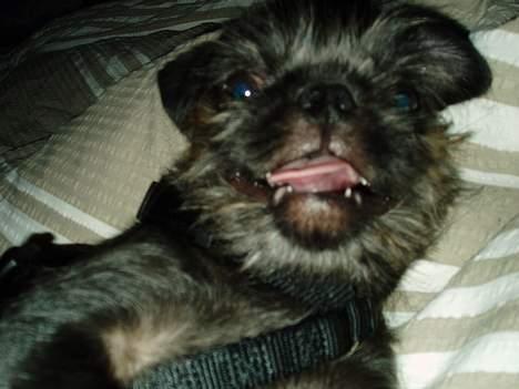 Mops / Griffon.....Otto - har det da godt 2006 billede 4