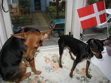 Prazsky krysarik Dolchie - Ida og mig billede 10