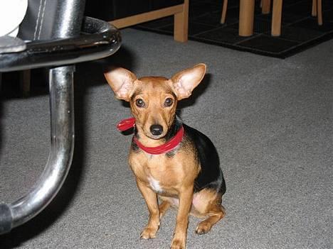 Prazsky krysarik Dolchie - Min veninde Ida billede 11