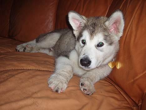 Alaskan malamute Mikkelsborgs Kido Aslan - Vores lille guldklump!! billede 13