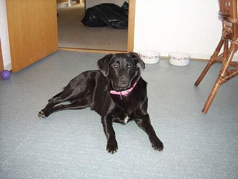 Blanding af racer Tessie - Tutteluuu ,, billede 16