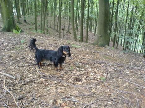 Dværggravhund Homie billede 17