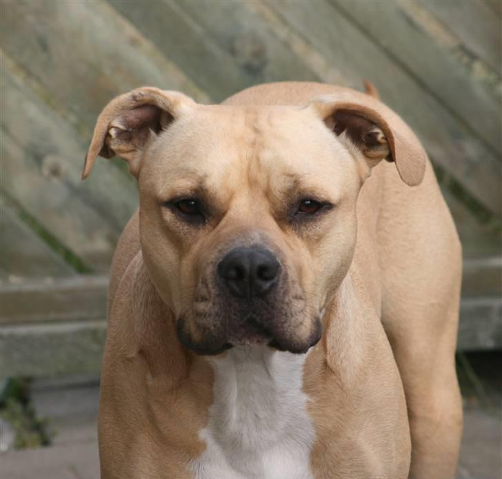 Amerikansk staffordshire terrier ~¤ DJANGO ¤~ - hej alle sammen velkommen til min profil jeg hedder django :) billede 6