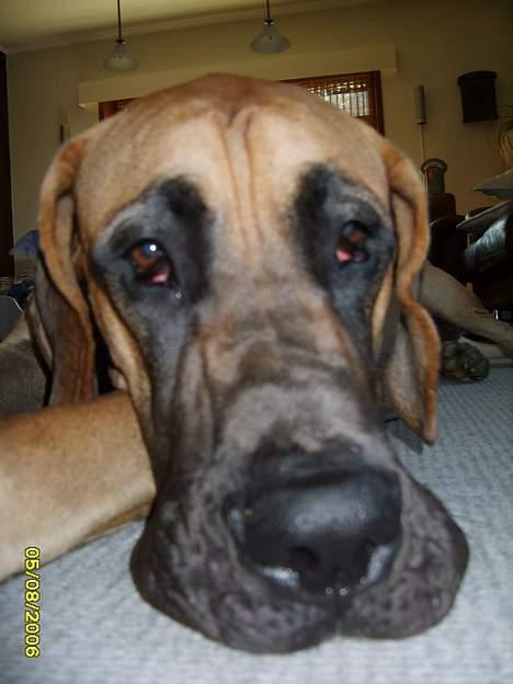 Grand danois Lauritz død d 21 jan 2011 - Jeg er godt nok træt billede 6