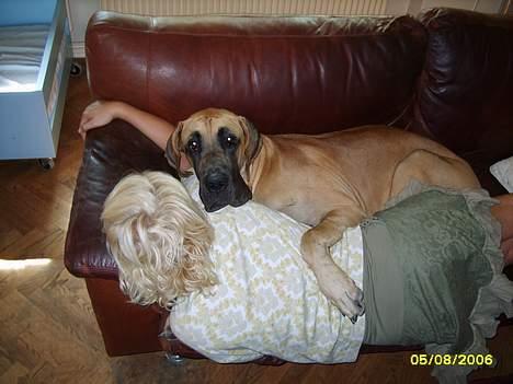 Grand danois Lauritz død d 21 jan 2011 - Mor er kommet hjem så vi hygger på sofaen billede 7