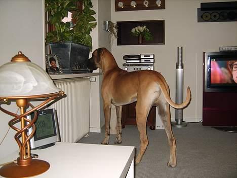 Grand danois Lauritz død d 21 jan 2011 - Kigger ned i haven billede 8