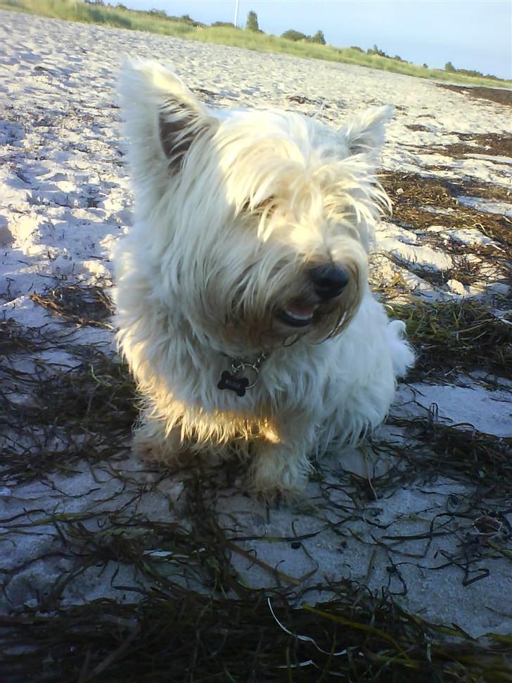 West highland white terrier Basse manden ;P billede 20