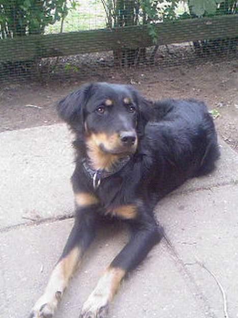 Blanding af racer Bailey - Bailey d. 3. August 2006  billede 1