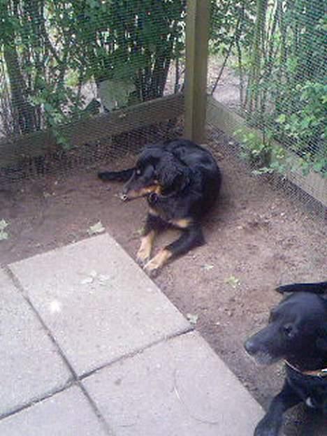 Blanding af racer Bailey - Bailey d. 3. August 2006  billede 2