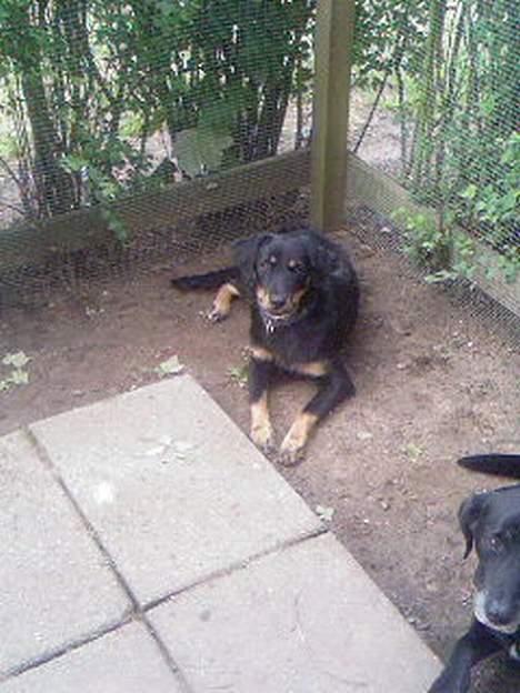 Blanding af racer Bailey - Bailey d. 3. August 2006  billede 3