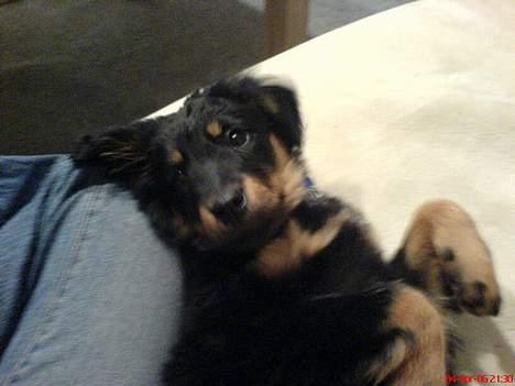 Blanding af racer Bailey - Bailey d. 4. April 2006  billede 4