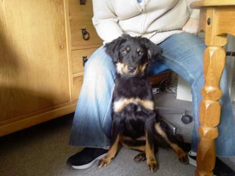 Blanding af racer Bailey - Bailey d. 24. Juni 2006  billede 5