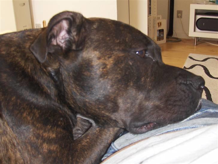 Amerikansk staffordshire terrier Bobo billede 13