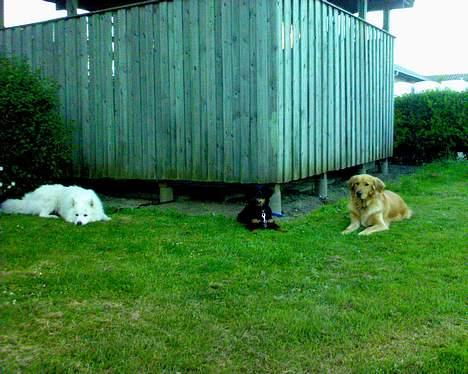 Blanding af racer Bailey - Bailey d. 10. Juni 2006  billede 6