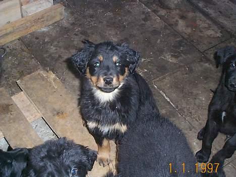 Blanding af racer Bailey - Bailey d. 1. Februar 2006  billede 7