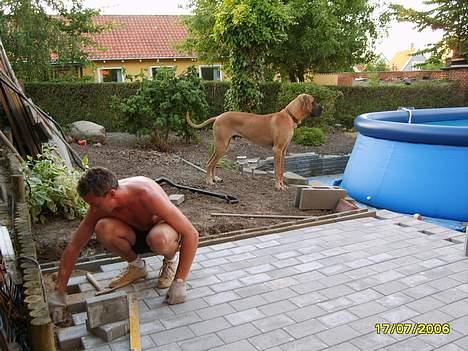 Grand danois Lauritz død d 21 jan 2011 - Med Peter i haven og lægge fliser billede 9
