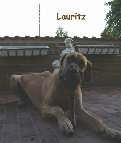 Grand danois Lauritz død d 21 jan 2011 - Får mig lige en kæp billede 10