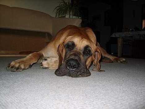 Grand danois Lauritz død d 21 jan 2011 - flad ud billede 11