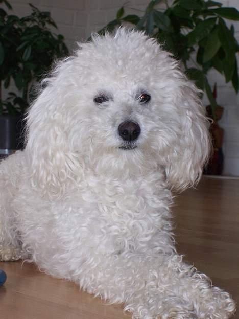 Dværgpuddel charlie billede 1