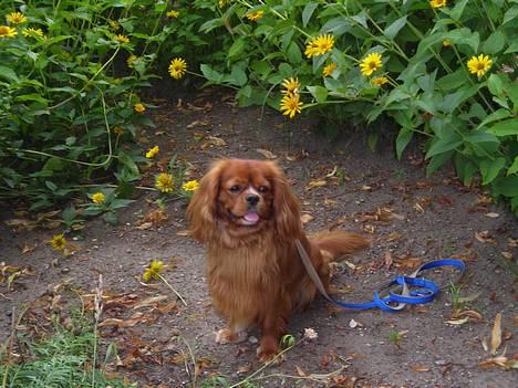 Cavalier king charles spaniel niki - skal vi lege billede 1