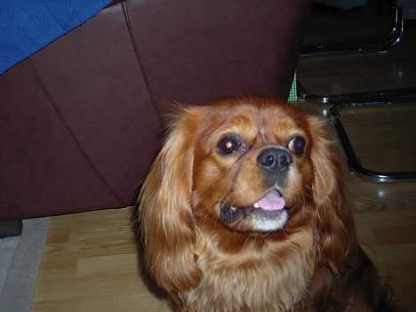 Cavalier king charles spaniel niki billede 2