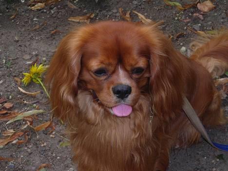Cavalier king charles spaniel niki billede 3