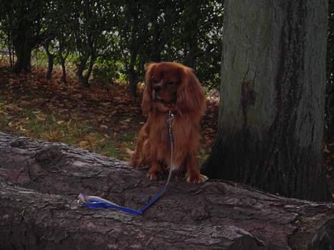 Cavalier king charles spaniel niki billede 4