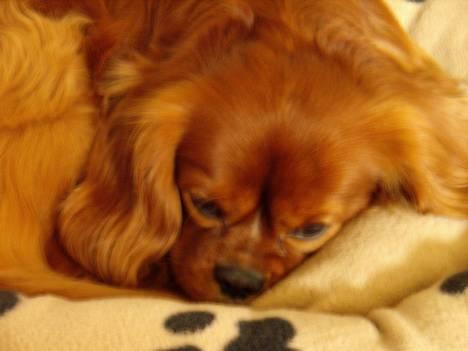 Cavalier king charles spaniel niki billede 5