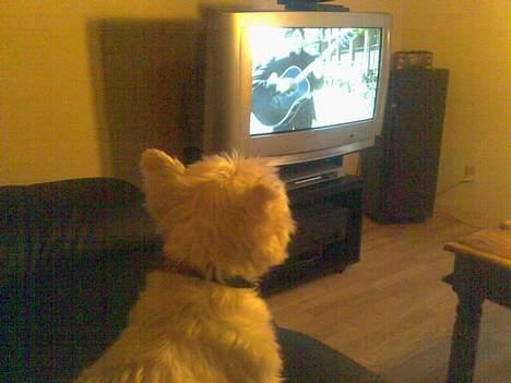 West highland white terrier walter - Walter synes det er smader hygge og se fjernsyn! billede 7