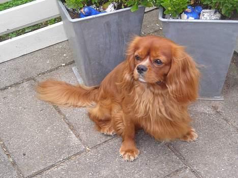 Cavalier king charles spaniel niki billede 6