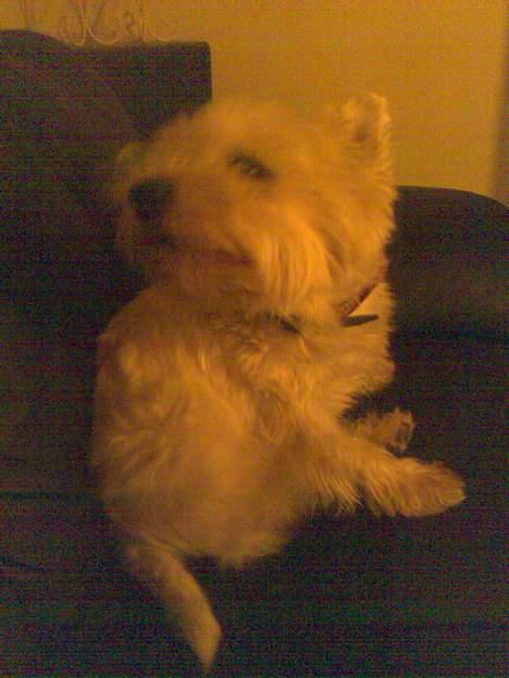 West highland white terrier walter - Og det dumme halsbånd.... det klør og driller billede 8