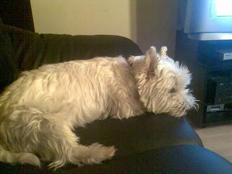 West highland white terrier walter - Hvor hyggeligt... billede 9